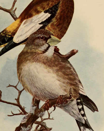 Collection image for: Kunstdrucke von Allan Brooks