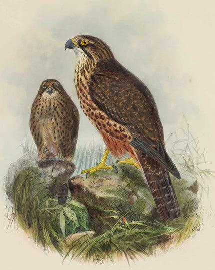 Collection image for: Kunstdrucke von John Gerrard Keulemans