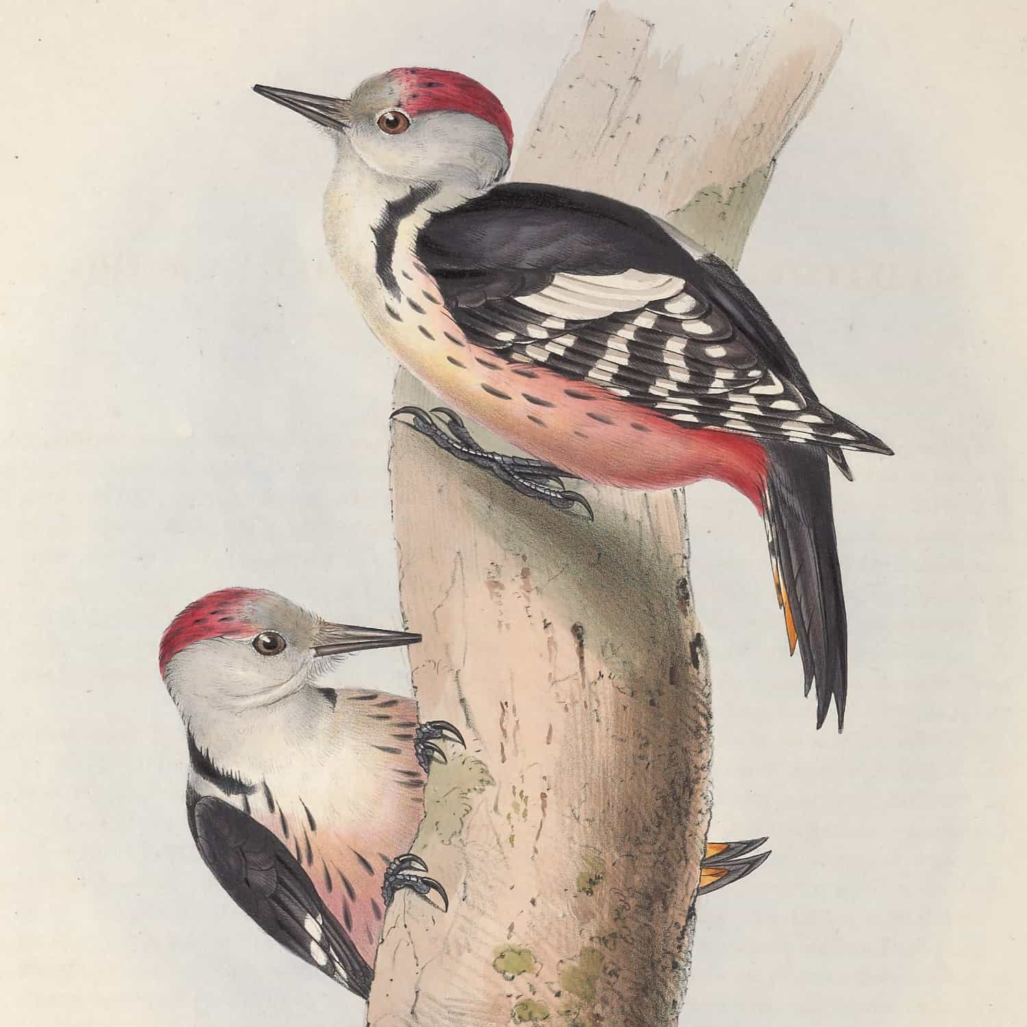 Kunstdrucke von John Gould
