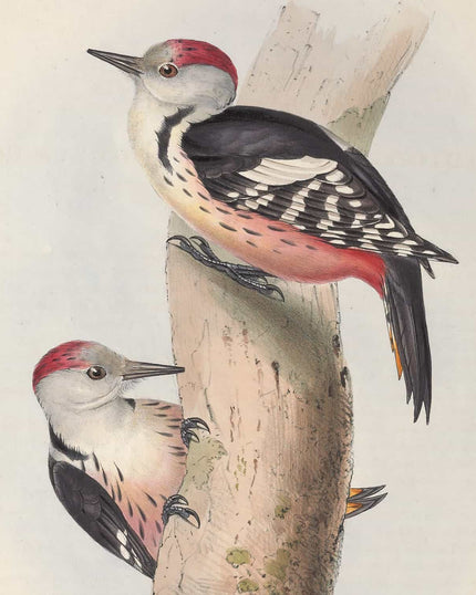 Collection image for: Kunstdrucke von John Gould