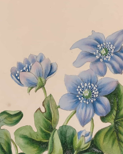 Collection image for: Kunstdrucke von John Stevens Henslow