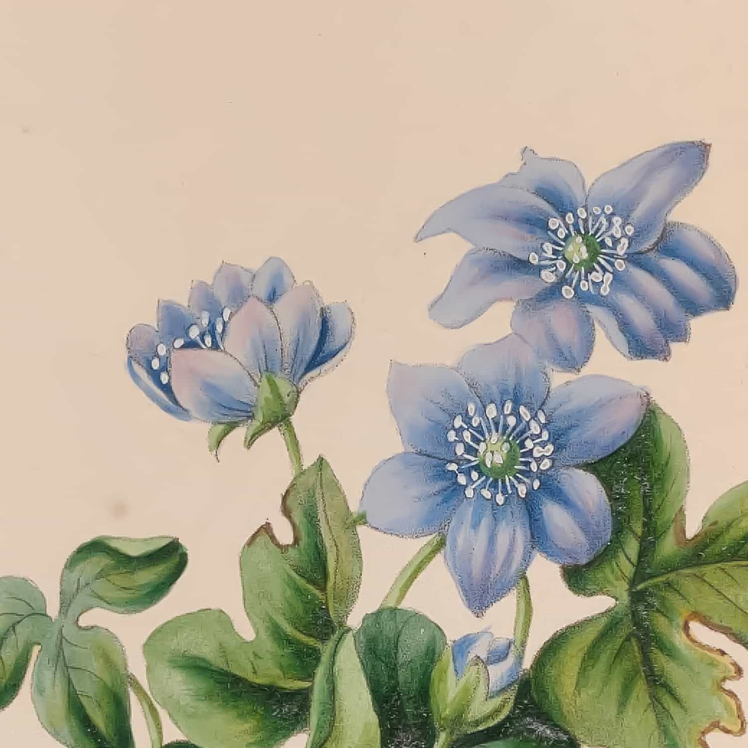 Kunstdrucke von John Stevens Henslow