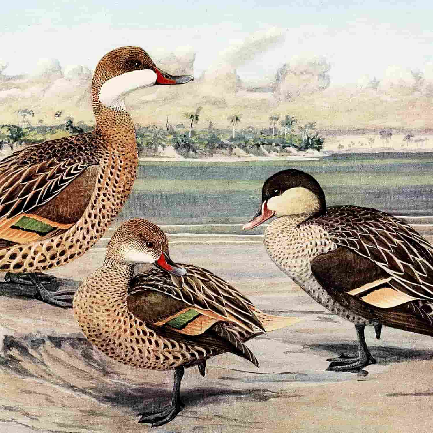 Kunstdrucke von Louis Agassiz Fuertes