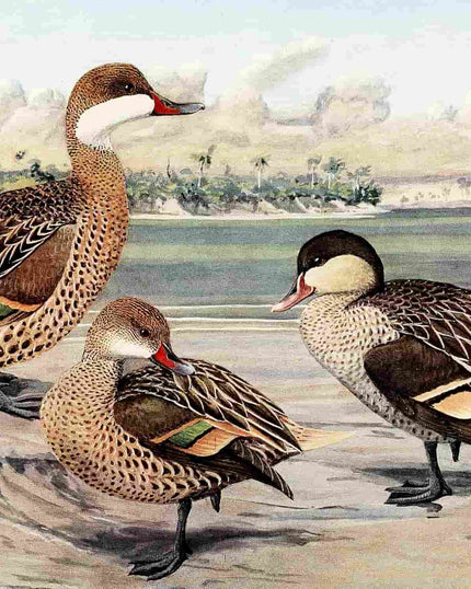 Collection image for: Kunstdrucke von Louis Agassiz Fuertes