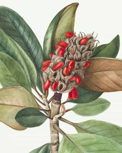 Collection image for: Kunstdrucke von Mary Vaux Walcott