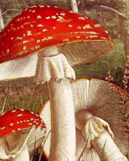 Collection image for: Kunstdrucke von Paul Dumée