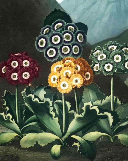 Collection image for: Kunstdrucke von Robert Thornton