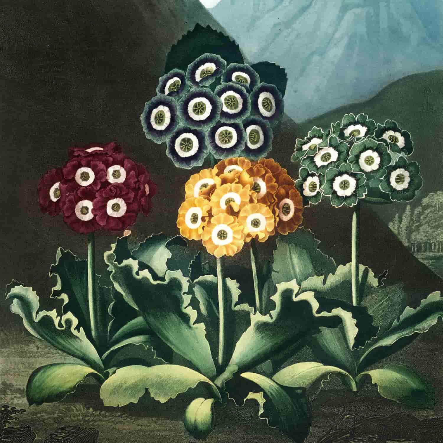 Kunstdrucke von Robert Thornton