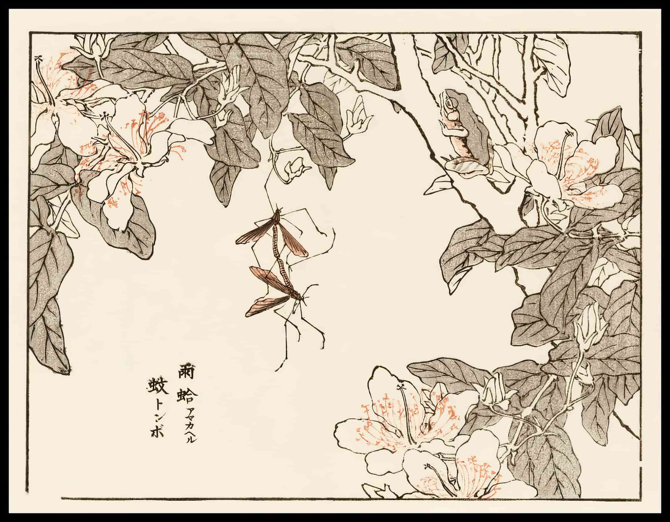 Woodcut 39
