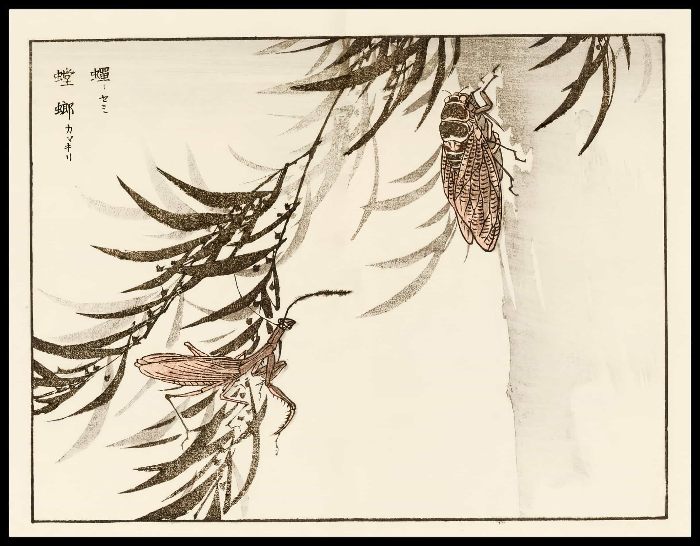Woodcut 50