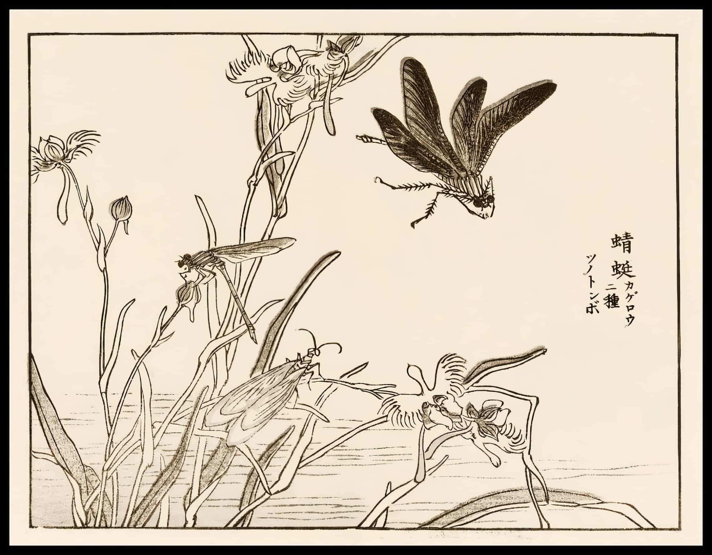 Woodcut 52