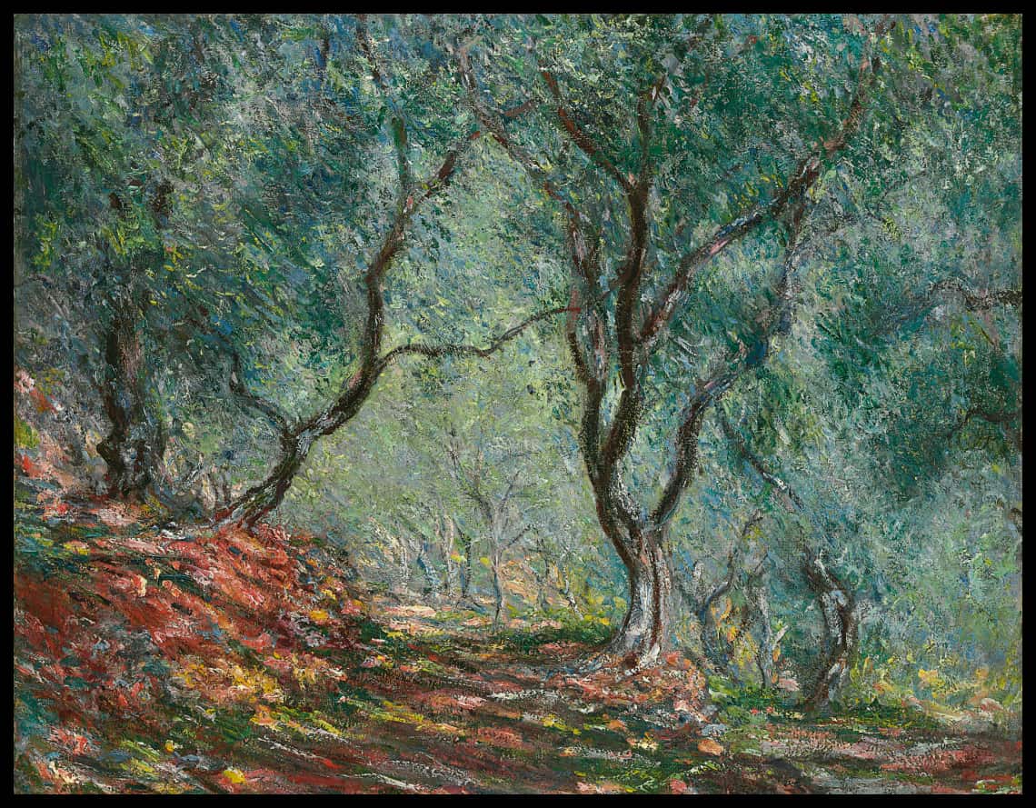Bois d'oliviers au jardin Moreno