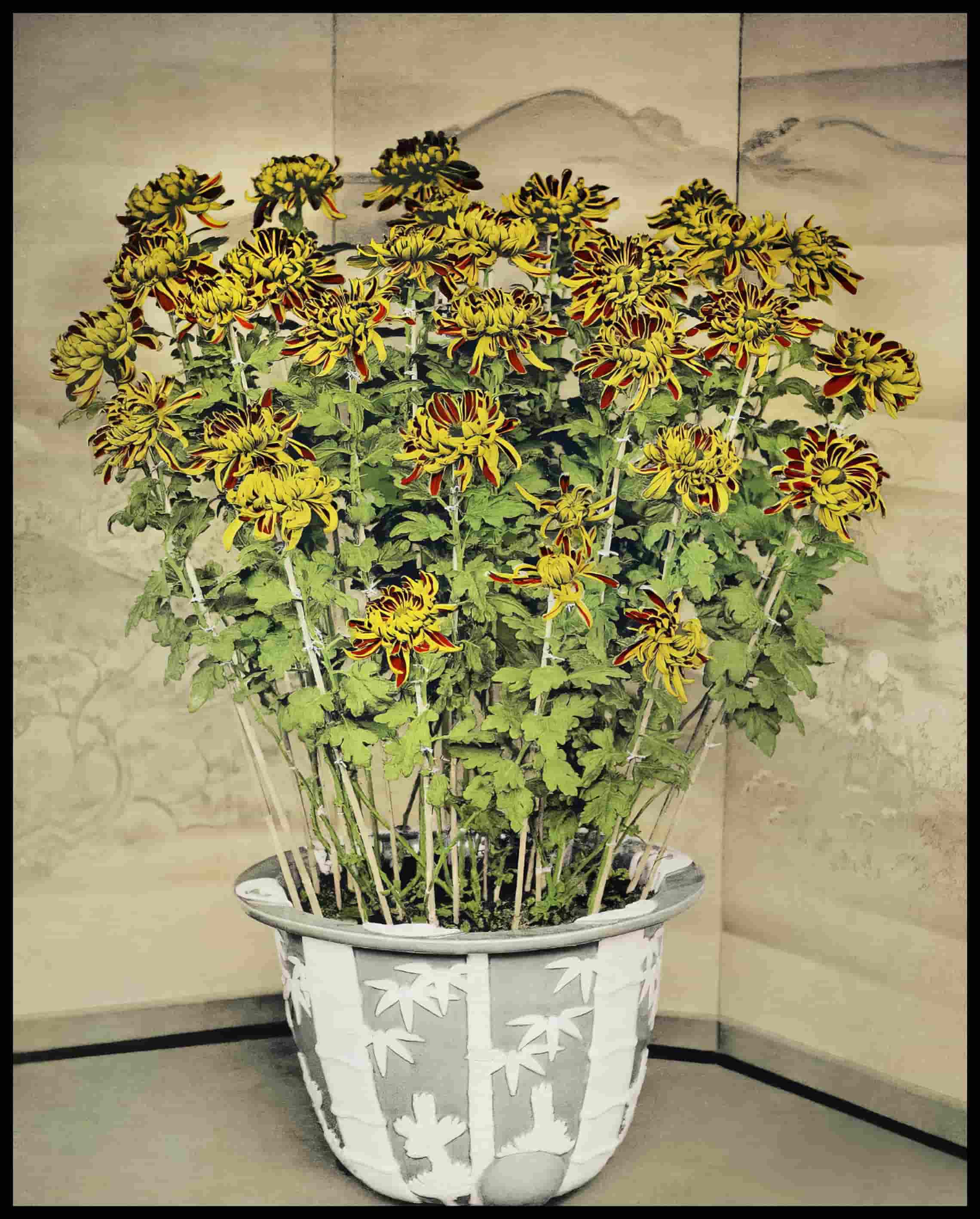 Chrysanthemum