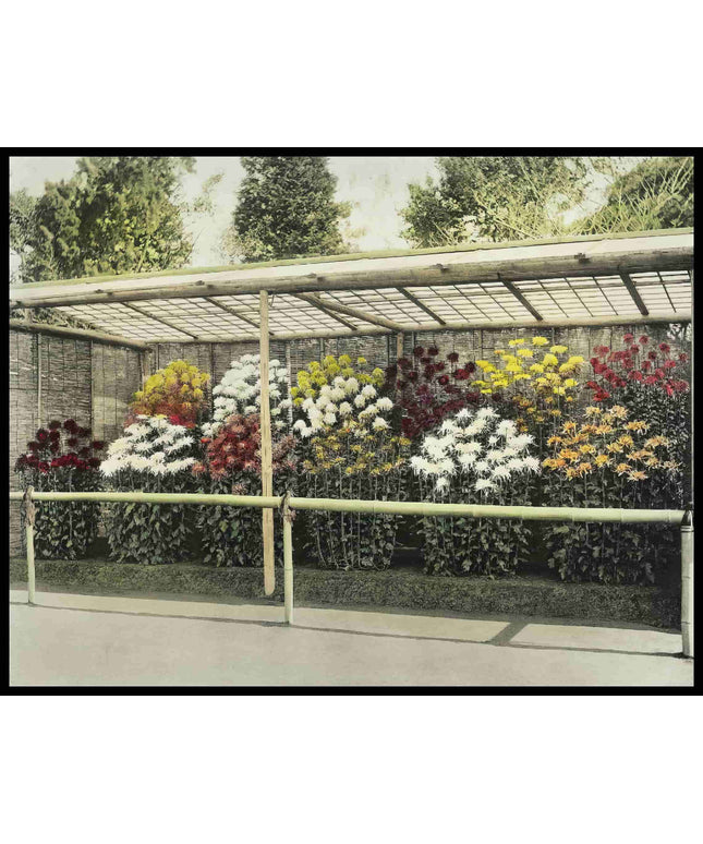 Chrysanthemum Garden