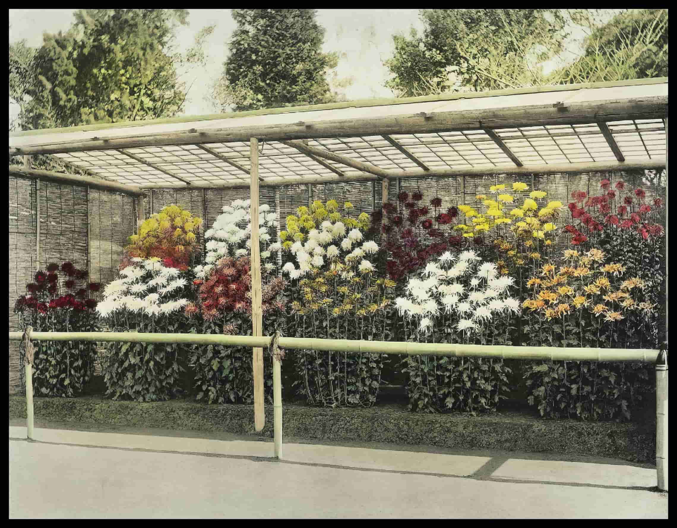 Chrysanthemum Garden