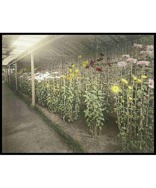 Chrysanthemum Garden