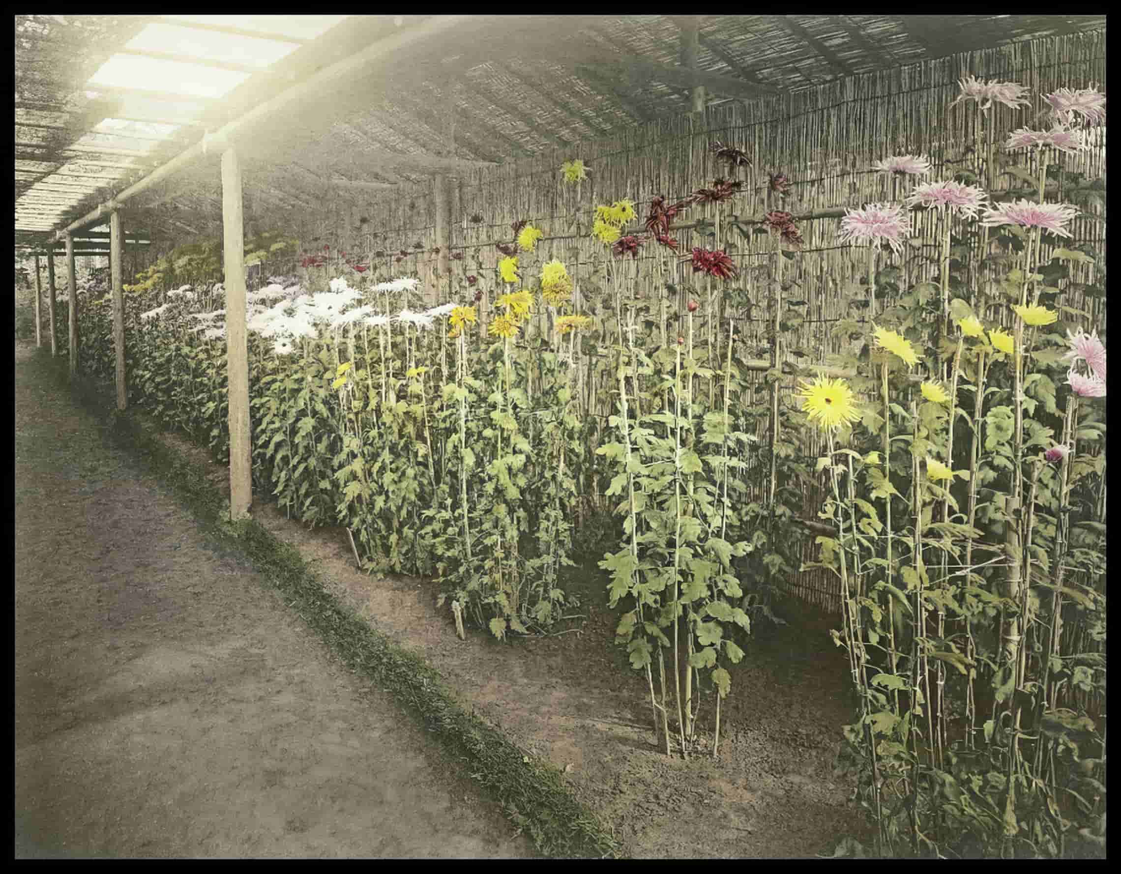 Chrysanthemum Garden