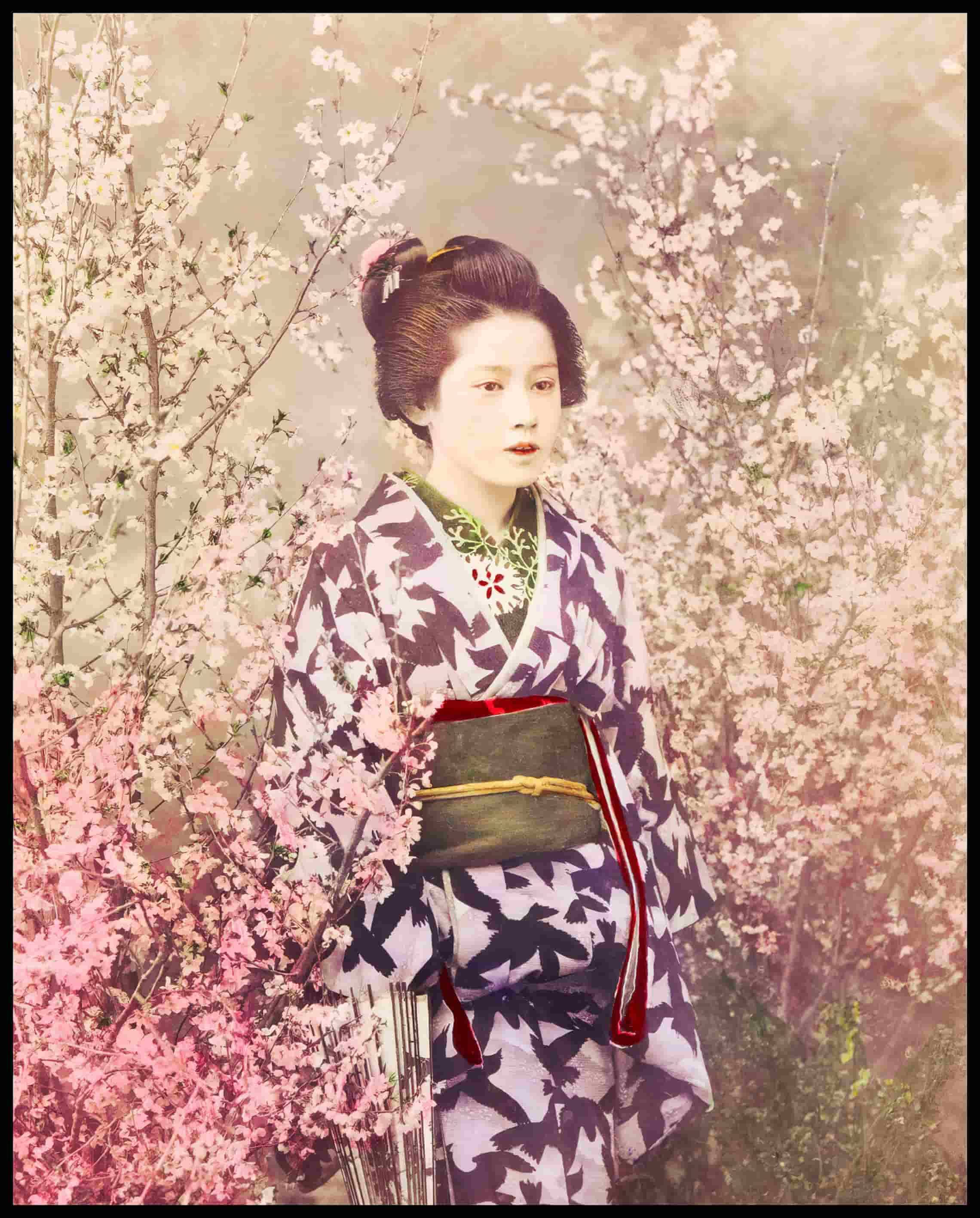 Geisha And Cherry Blossom