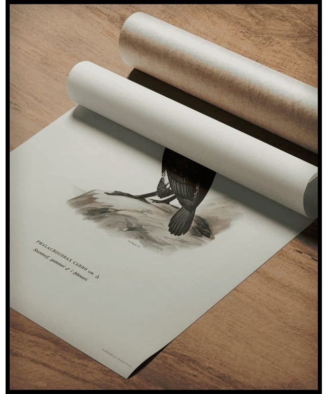 Phalacrocorax Carbo Poster