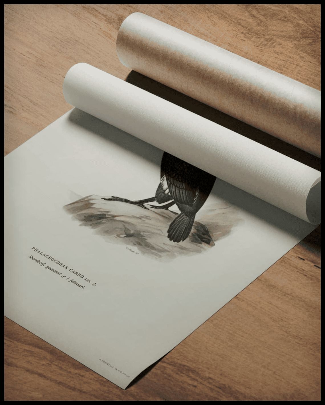 Phalacrocorax Carbo Poster
