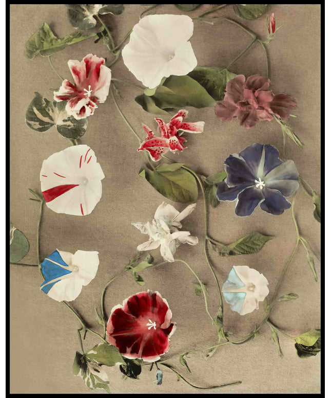 Group Of Morning Glories