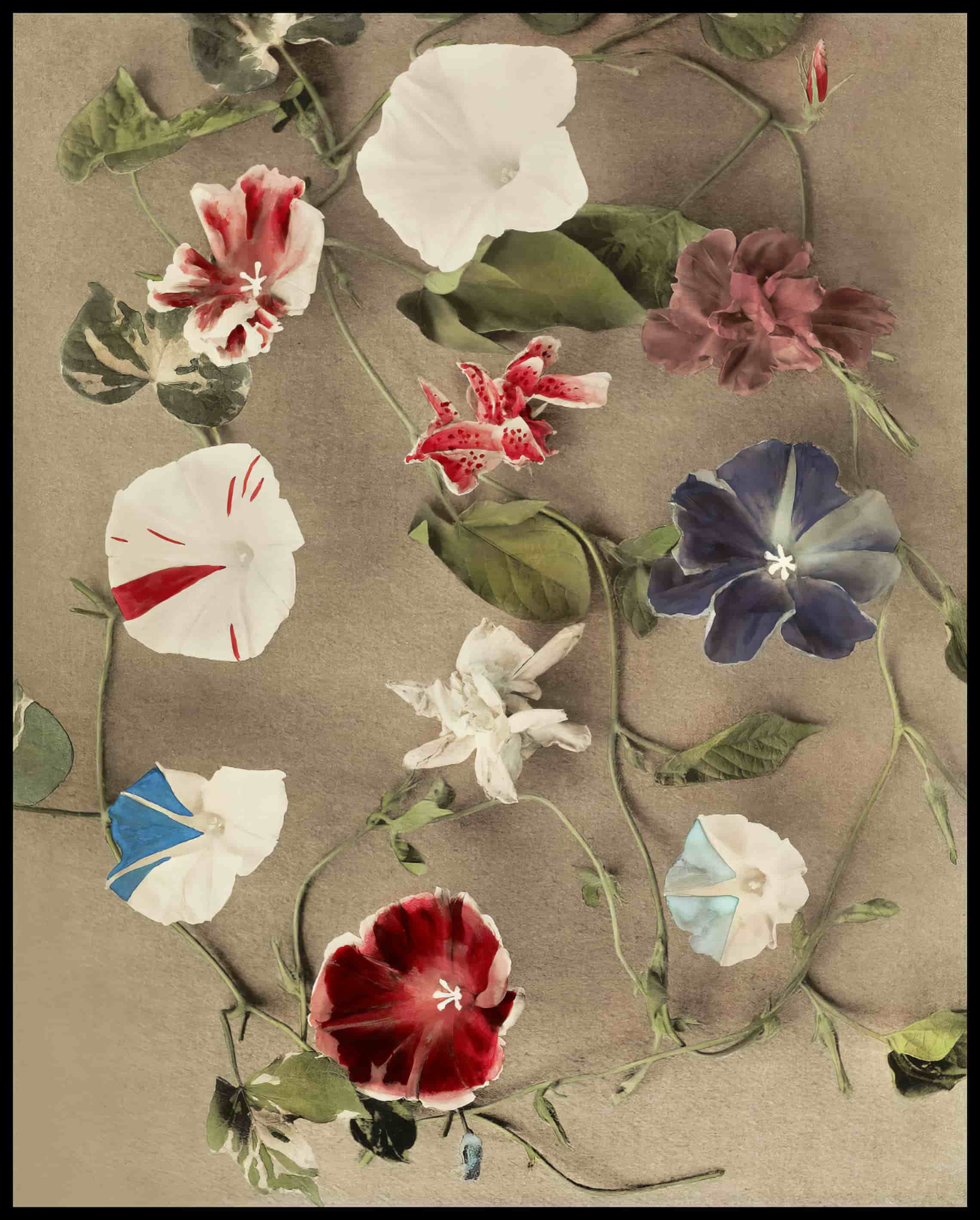 Group Of Morning Glories