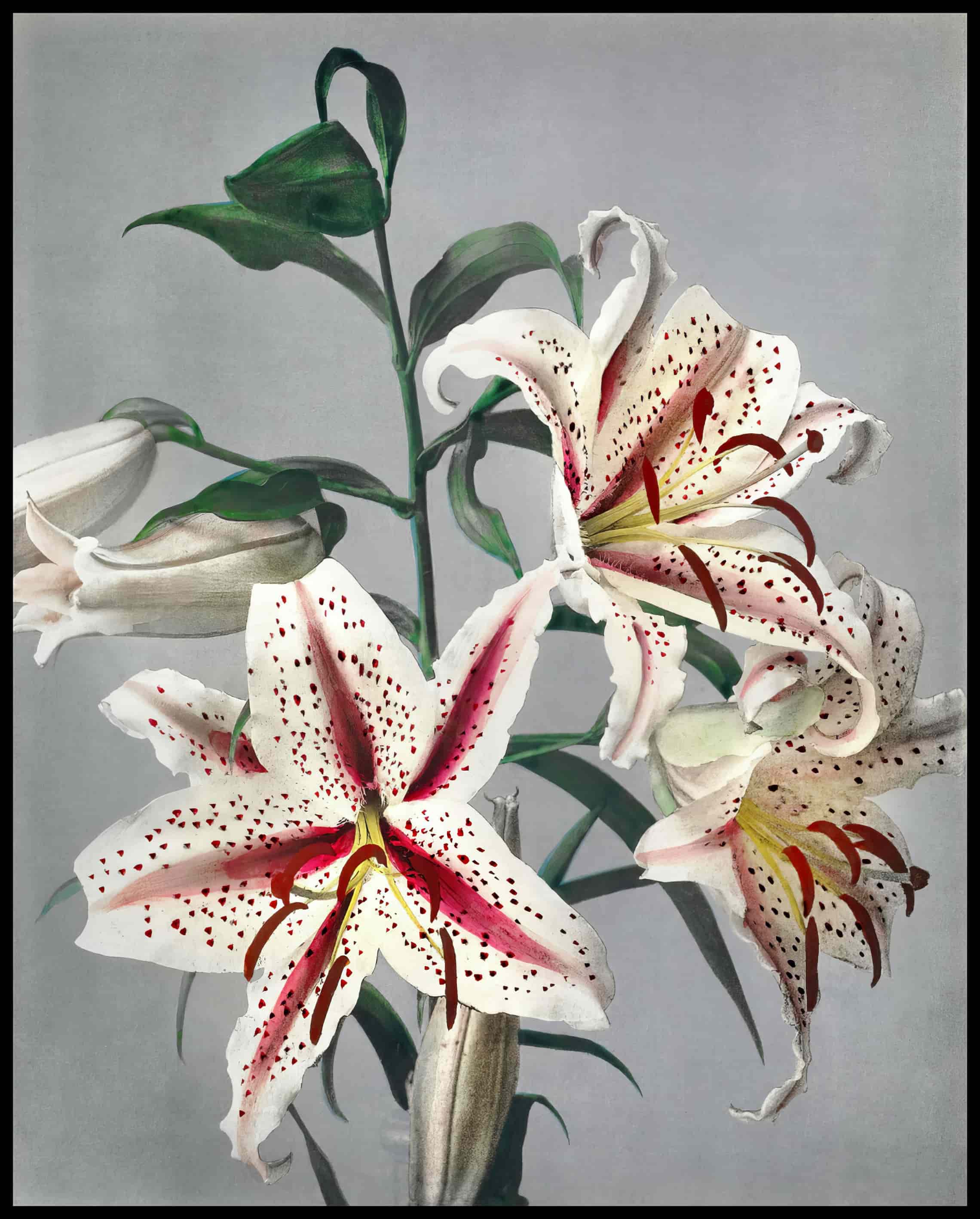 Japanese Flowers