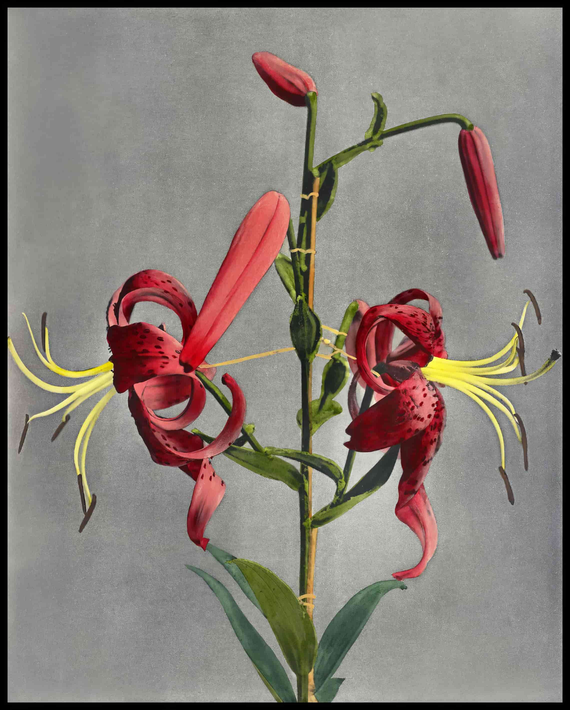 Japanese Flowers