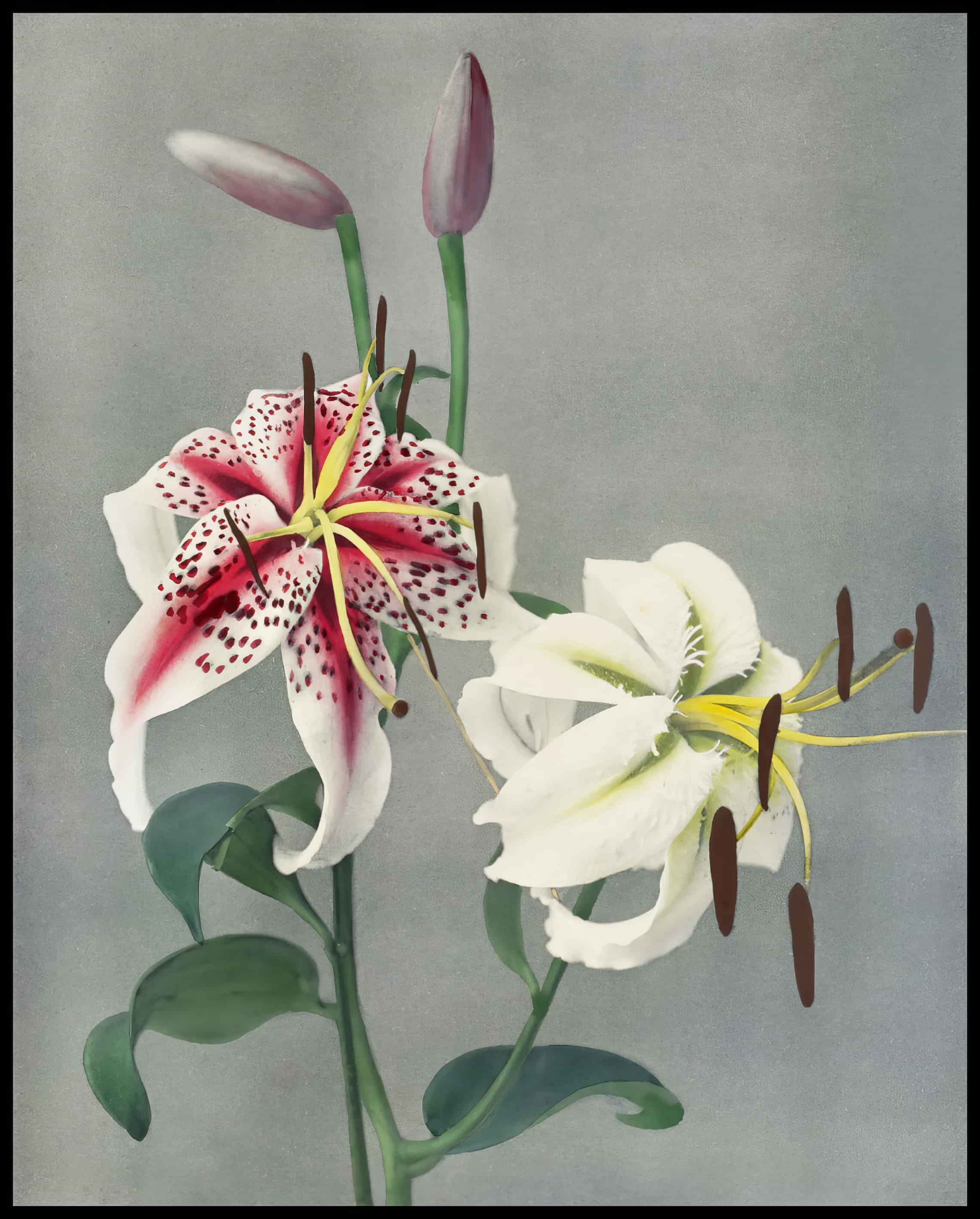 Japanese Flowers