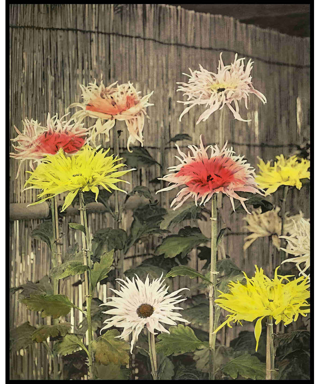 Japanese Flowers