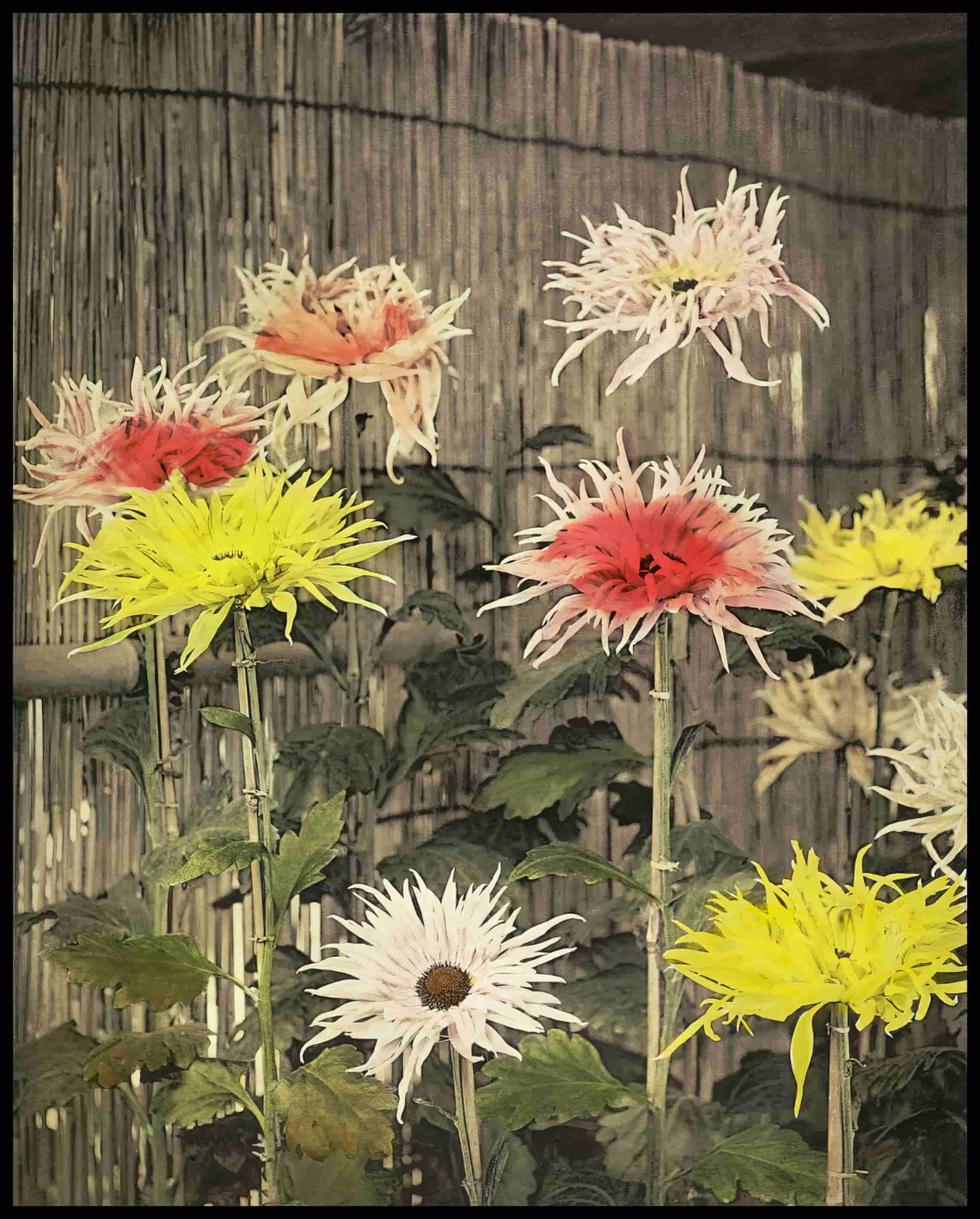 Japanese Flowers