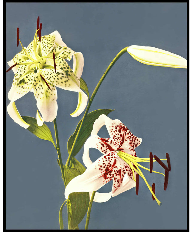 Lilies Collotype