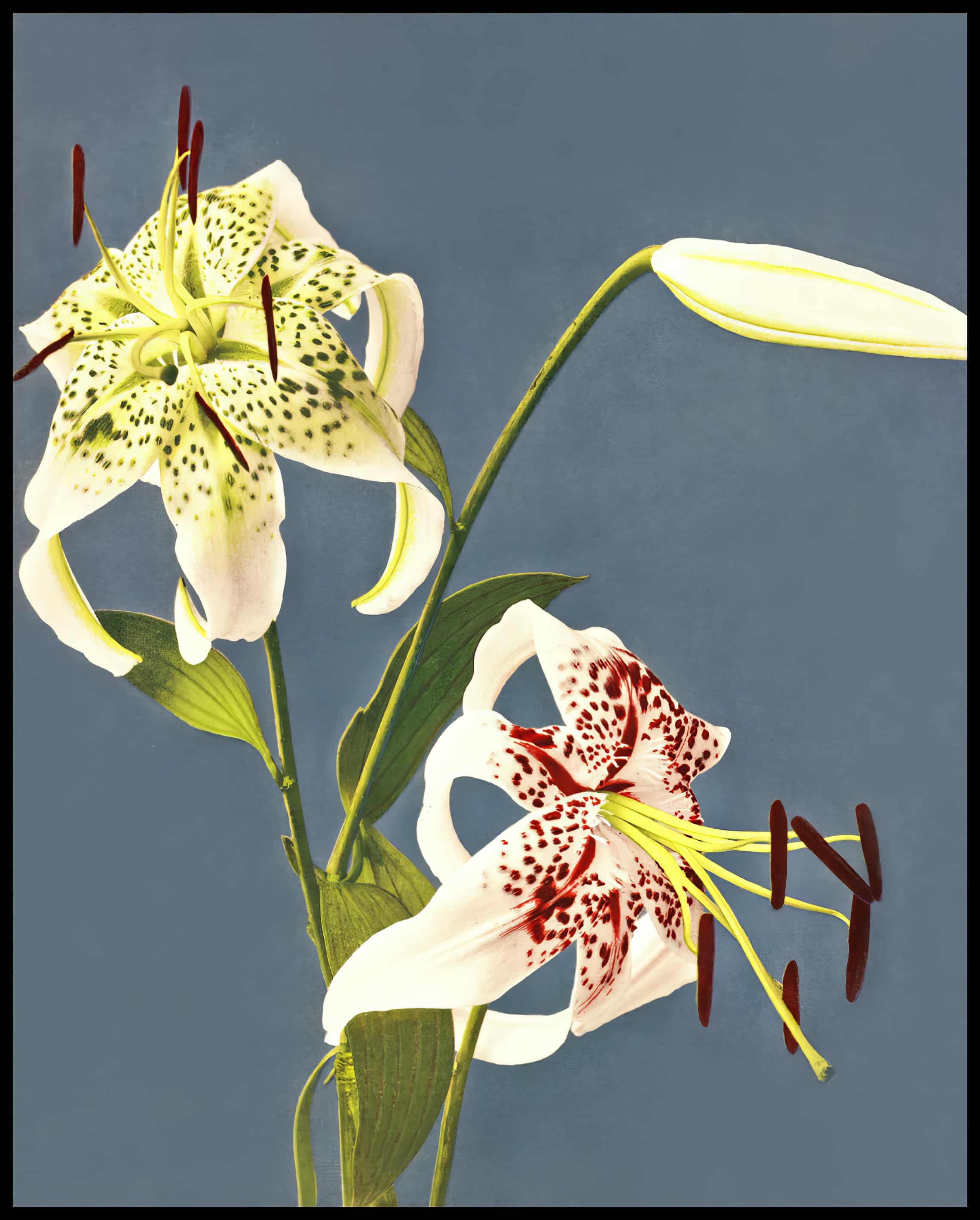 Lilies Collotype
