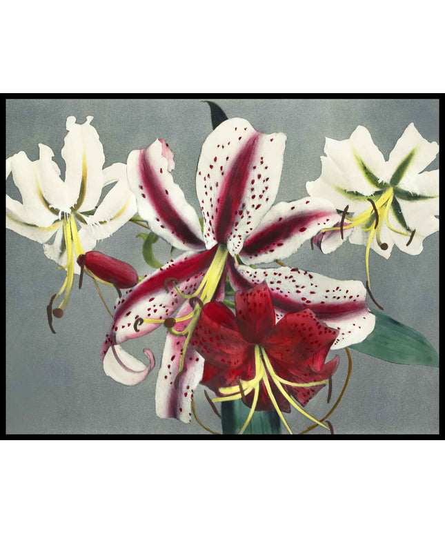 Lily Flowers