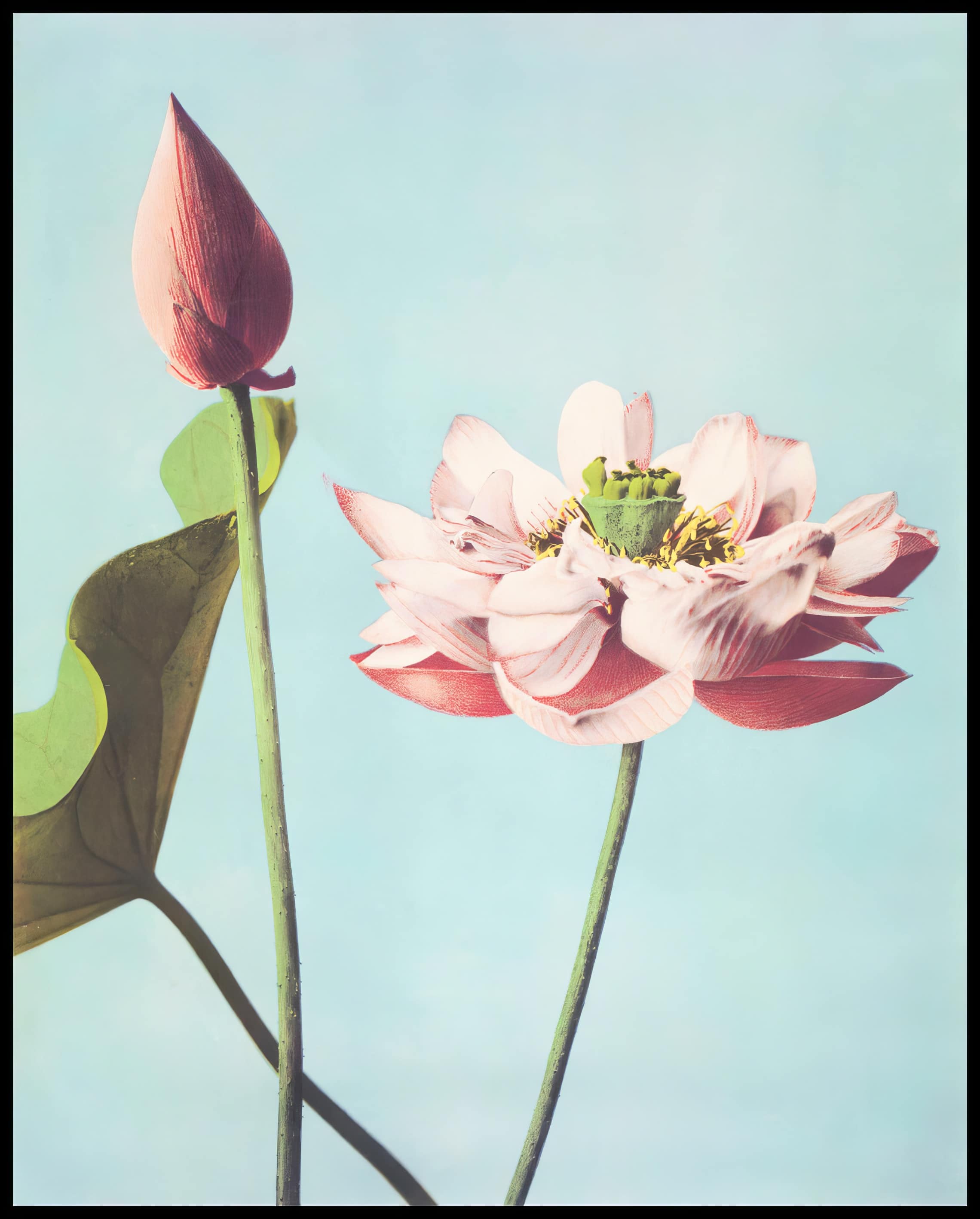 Lotus Flowers