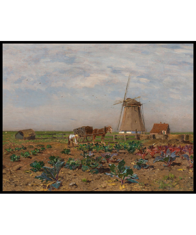 Rotkohlfeld in Holland