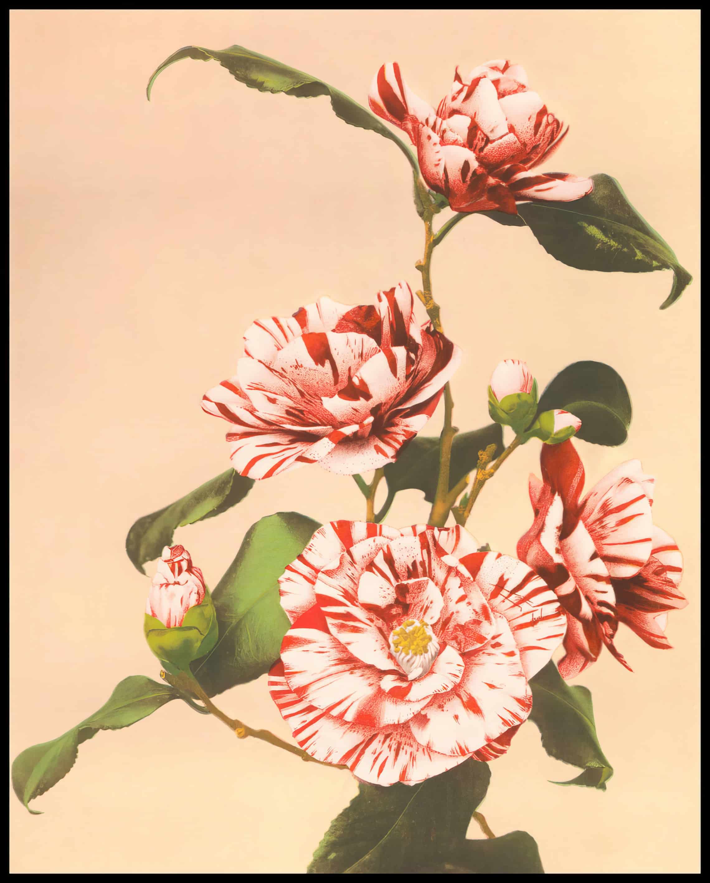 Striped Camellias