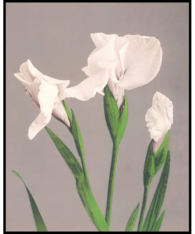 White Irises