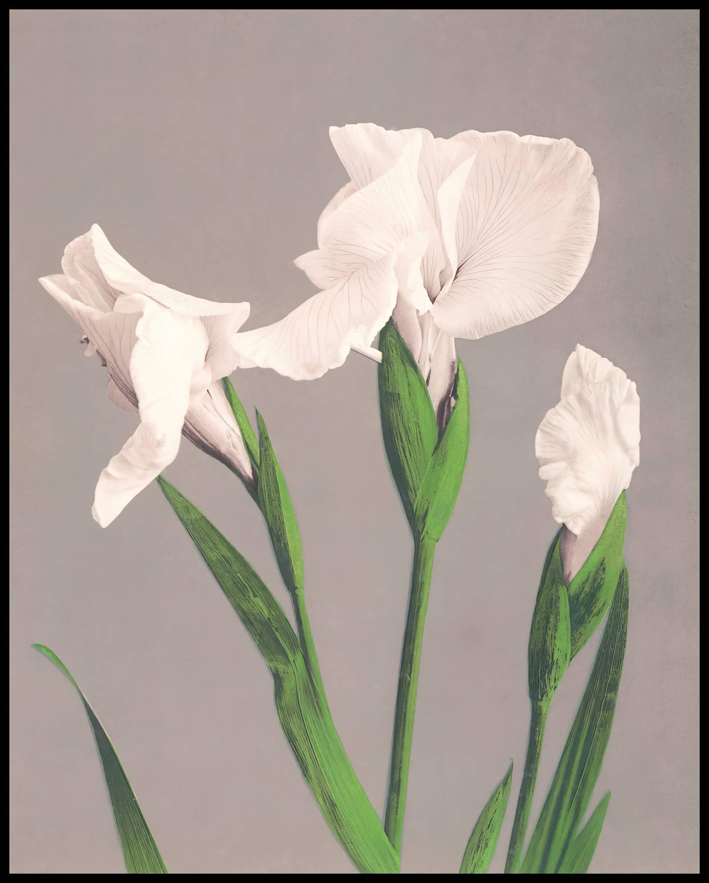 White Irises
