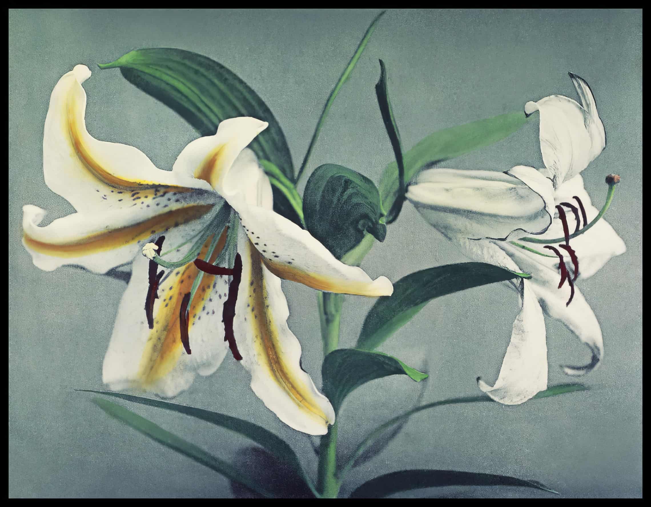 White Lily