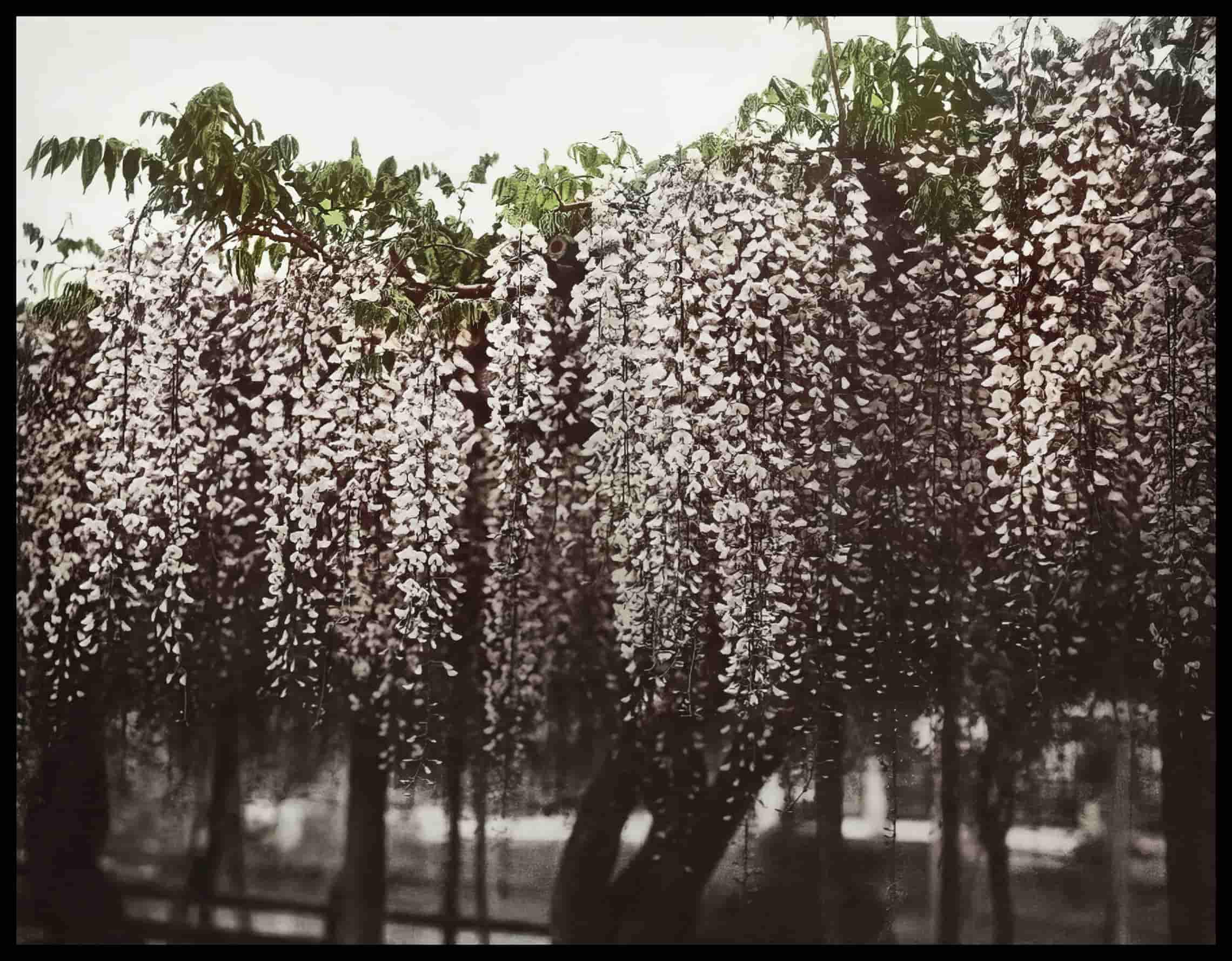 Wistaria Chinensis