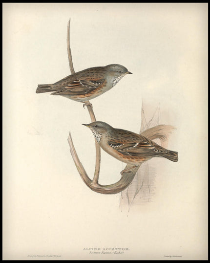 Collection image for: Kunstdrucke von Tiermalerei