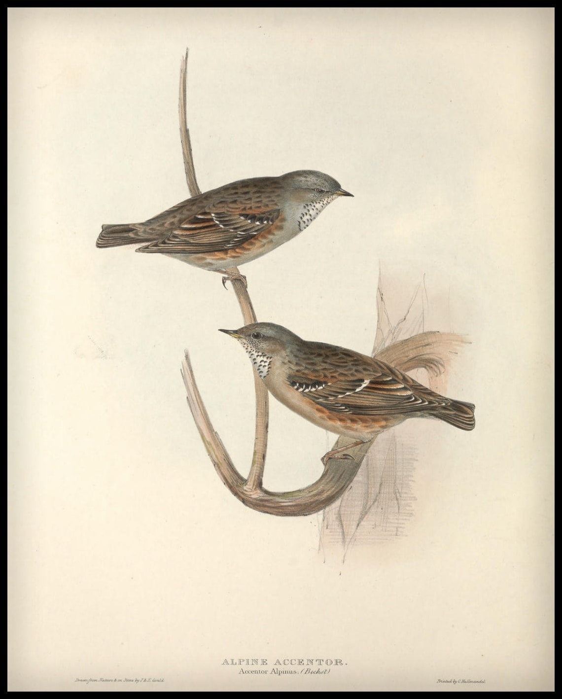 Poster Accentor Alpinus