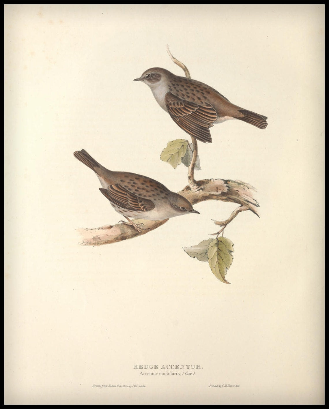 Poster Accentor Modularis
