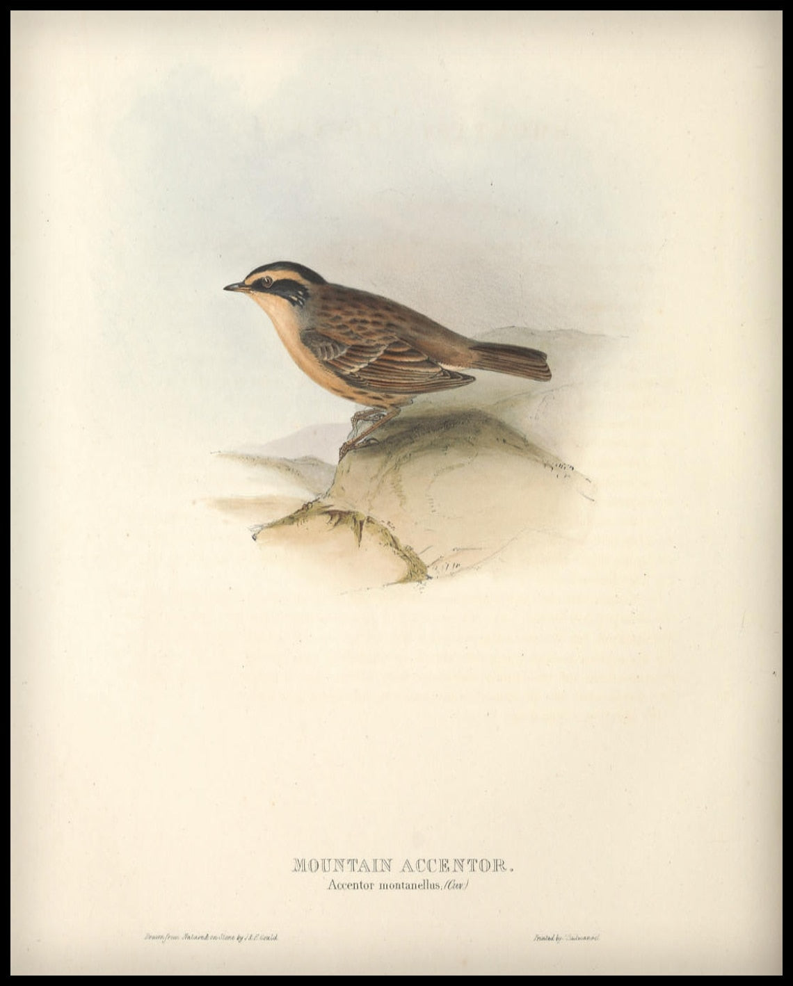 Poster Accentor Montanellus