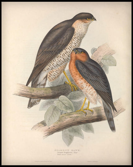 Accipiter Fringillarius Poster