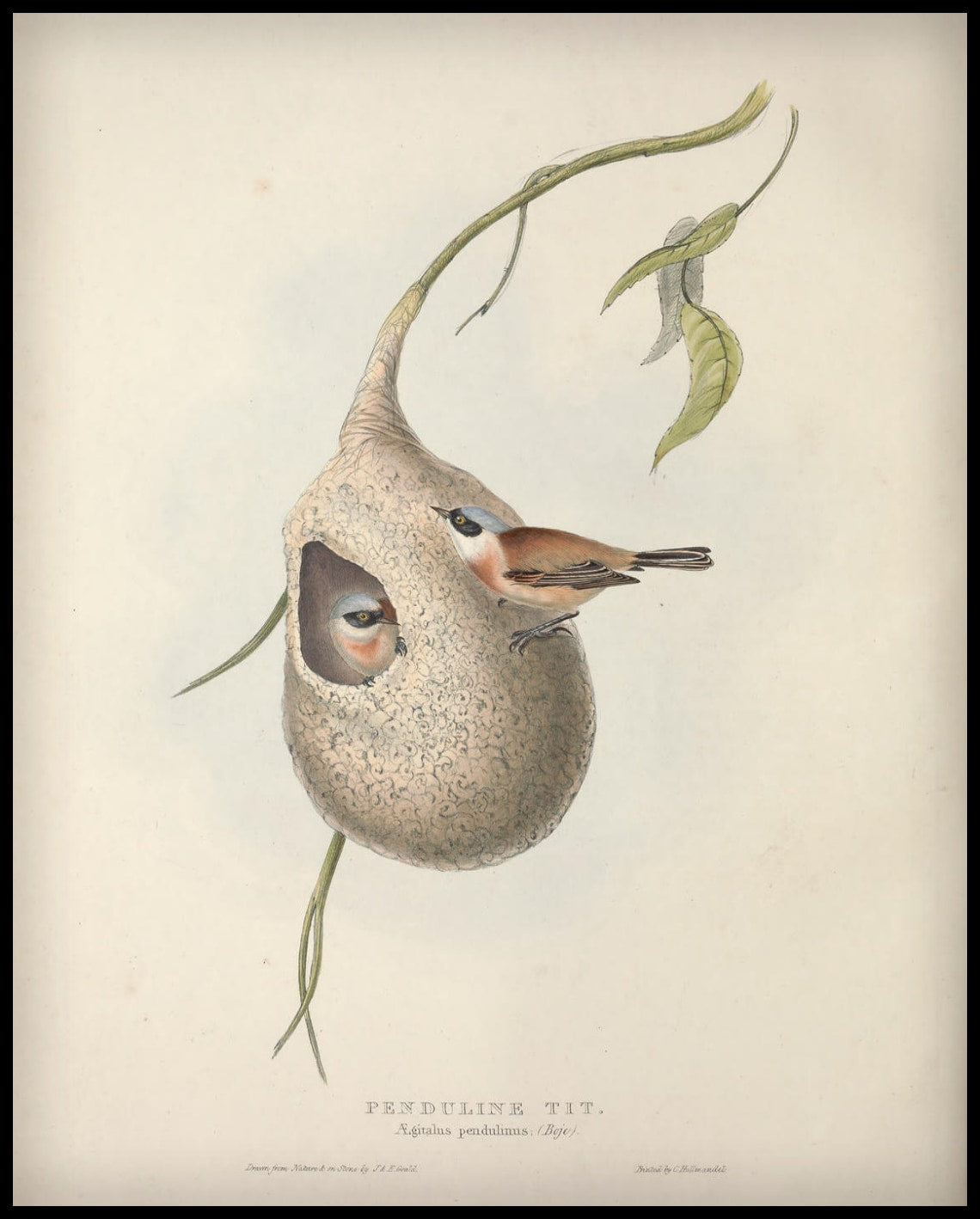 Poster Aegitalus Pendulinus