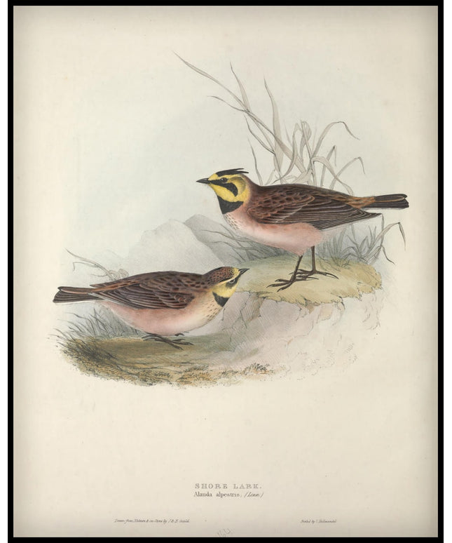 Alauda Alpestris Poster