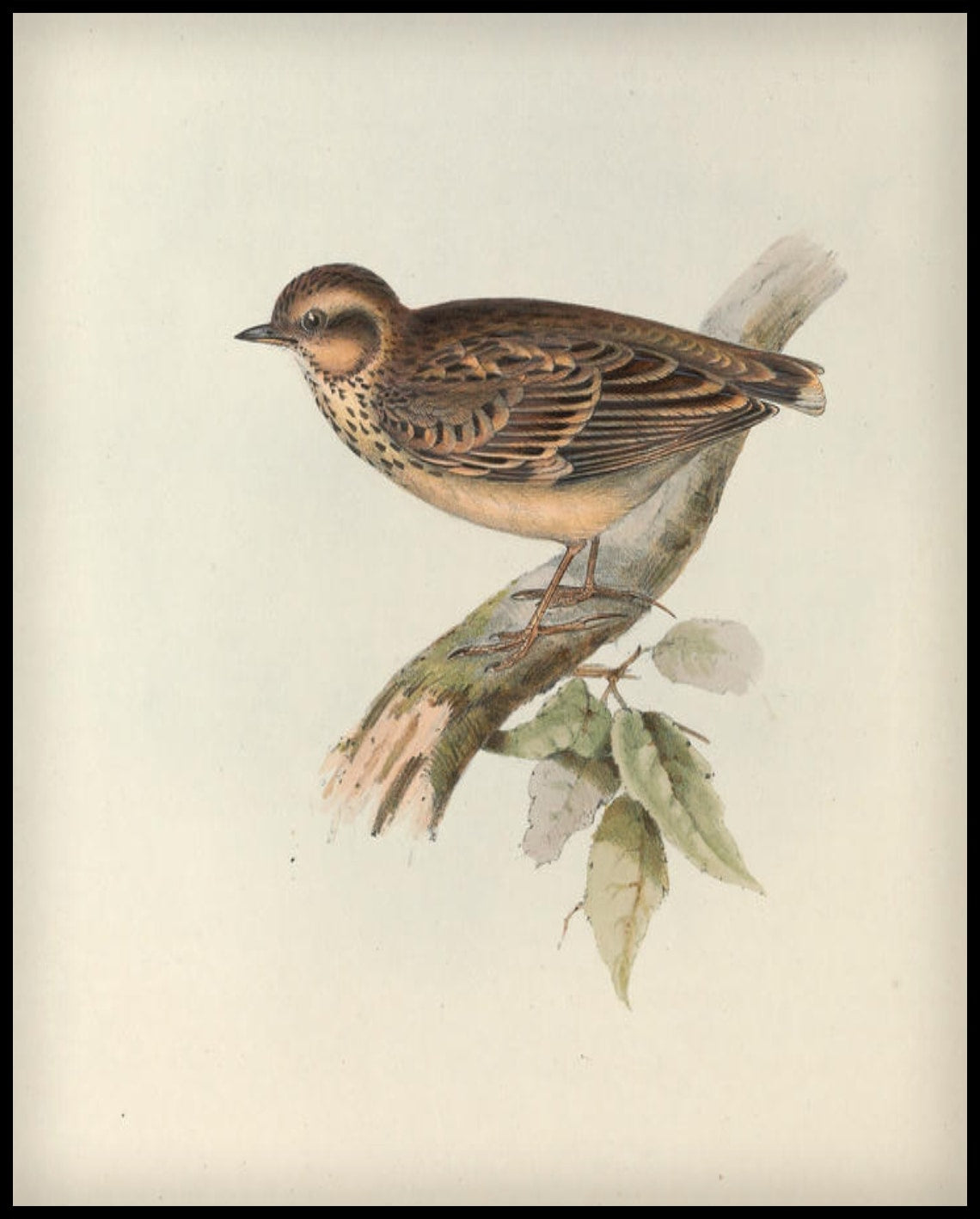 Poster Alauda Arborea