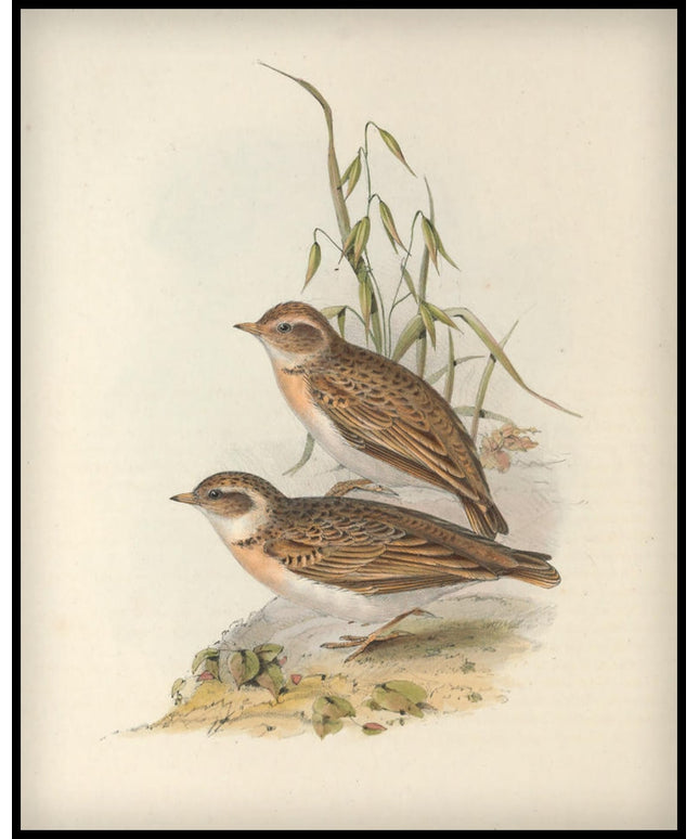 Alauda Brachydactyla Poster
